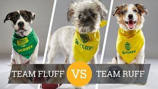 Puppy Bowl 2018 - puppy bowl ix: a year of excessive cuteness | puppy bowl ix
