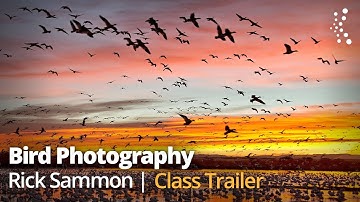 Breathtaking Bird Photography: Pro Settings and Techniques | Official Trailer