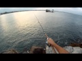 תפיסת פלמודים קטנים בג'יג חוף - רון דדון - פורום הדיג הספורטיבי בישראל Israel Sport Fishing ISF