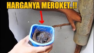 SIAPA SANGKA BISA NGALAHIN MURAI SEKARANG, TERNAK BURUNG INI HARGANYA MEROKET