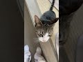 留守中に部屋を荒らすにゃんこ#shorts