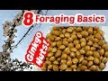 Learn Foraging: 8 Principles of Foraging Applied to Ginkgo Nuts