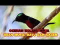 Ocehan Kolibri Ninja Cocok Untuk Isian Murai Batu Dan Kacer Mp3 - Mp4 Download