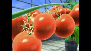 Benefits of Advanced Nutrients Big Bud