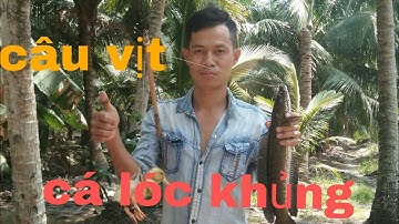 Câu cá lóc bằng vịt hồi hộp được cá lóc khủng nhất trước giờ và cái kết của Hai Con vịt/Sanh TV