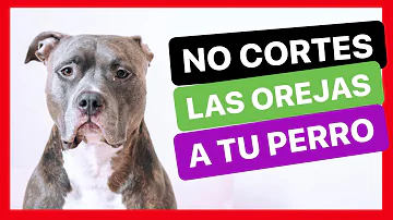 ¿Hace daño a los perros cortarles las orejas?