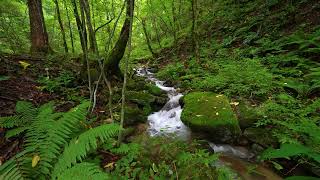 Soothing Forest Sounds, Relaxing Stream Sounds, Birds Singing