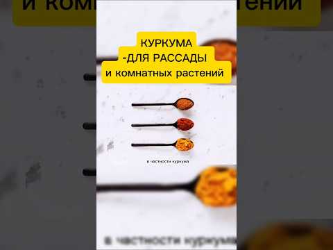 КУРКУМА СПАСЁТ РАССАДУ