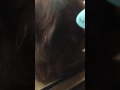 orangutan kissing Peyton