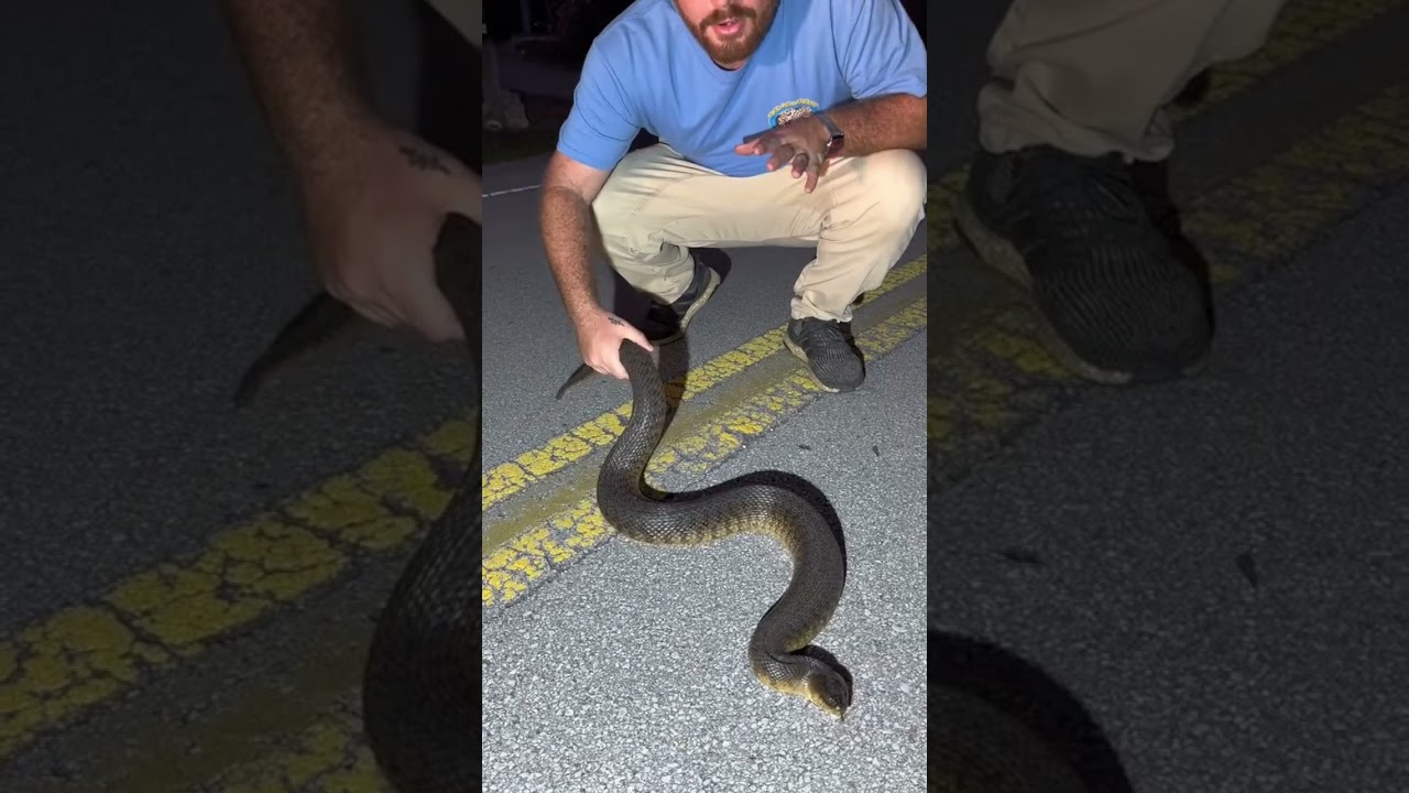 Huge Florida Green Watersnake 