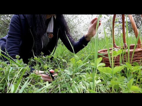 Видео: Как бороться с ведьминой травой?