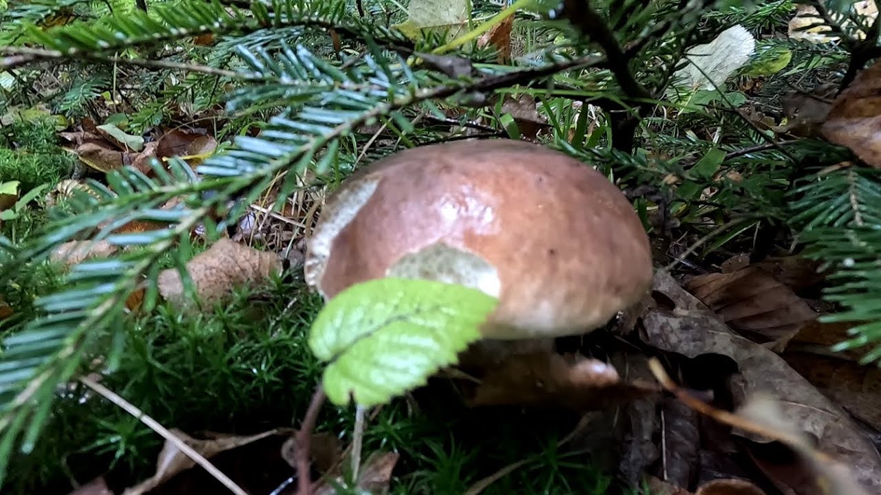 Білі Гриби по низинах Карпат