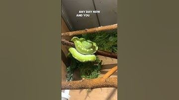 New background coming soon for the green bean. #gtp #aru #biak