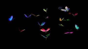 Rainbow Butterflies - Large Swarm - Flying Transition