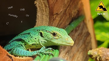 How to check temperature, heat and UV in your reptile enclosure. The live of a tree monitor part 36