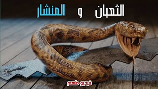 قصة( الثعبان والمنشار ) هذا ما يحدث بحياتك كن حذراً فيديو تحفيزي ملهم.