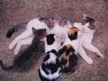 【のらが赤ちゃんをくわえて来た頃】The time NORA brought 3 kitten my house in the hard rain