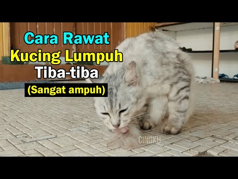 Cara merawat kucing lumpuh tiba tiba guna rumput tepi jalan sahaja