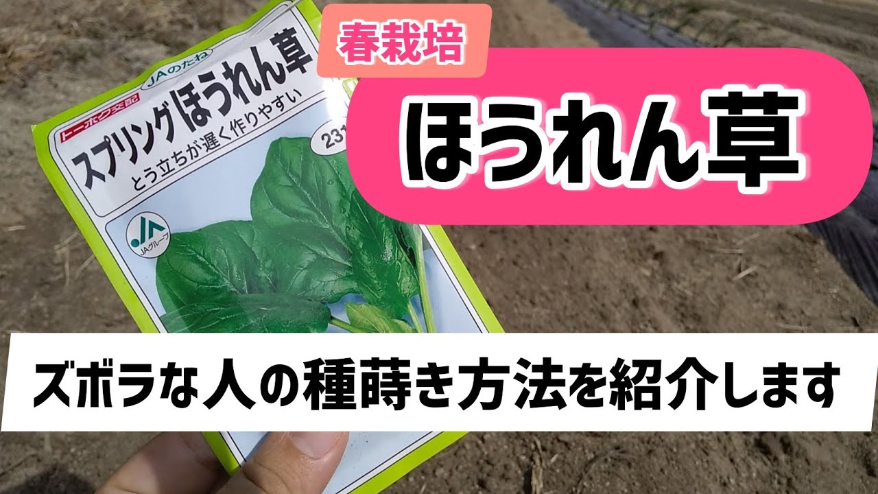 大根栽培 害虫駆除 キスジノミハムシ編 髭サン農家 Youtube