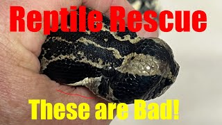 Can these Abandoned Animals Get a Second Chance? Part 1. by New England Reptile 19,566 views 3 weeks ago 15 minutes