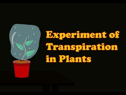 Video: Under transpiration försvinner vatten från växten i form av?