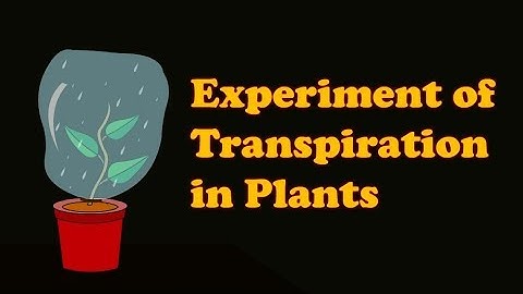 Biology - Transpiration Experiment | Transpiration in Plants experiment for Kids
