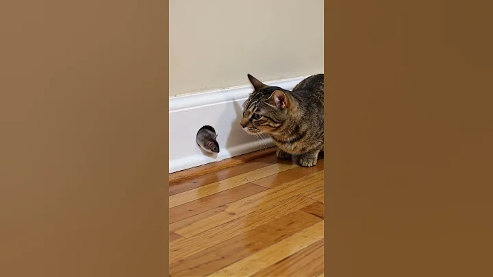 Shocking! Watch This Mouse Come Face To Face With House Cat! thumbnail