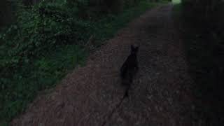 Little Black Dog Nature Walk Hike Forest Part 1