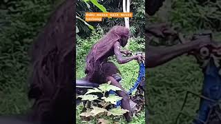 Heboh Suku Mante Naik Motor Terbang