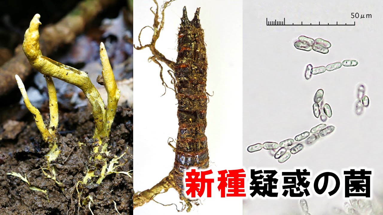 Amazing] A new species of Cordyceps has been discovered - YouTube
