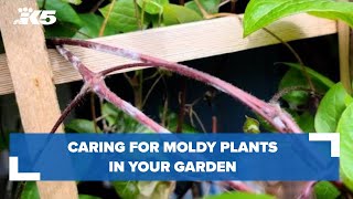 Celebrity Ciscoe Morris answers viewer questions about caring for moldy plants Net Worth