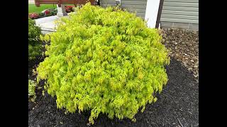 Japanese maples come in all sizes and colors.  These are the favorites in my landscape.