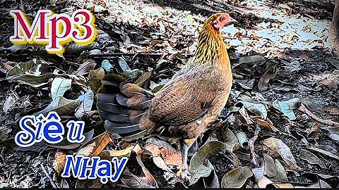 Tiếng gà mái rừng Kêu CHUẨN NHẤT 2025 ✔️✔️ || Poj qaib seev zoo dib tuaj zoo 💯%