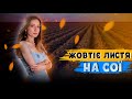 ЖОВТІЄ ЛИСТЯ НА СОЇ🍂. МОЖНА БЕЗ ПІДЖИВЛЕННЯ?