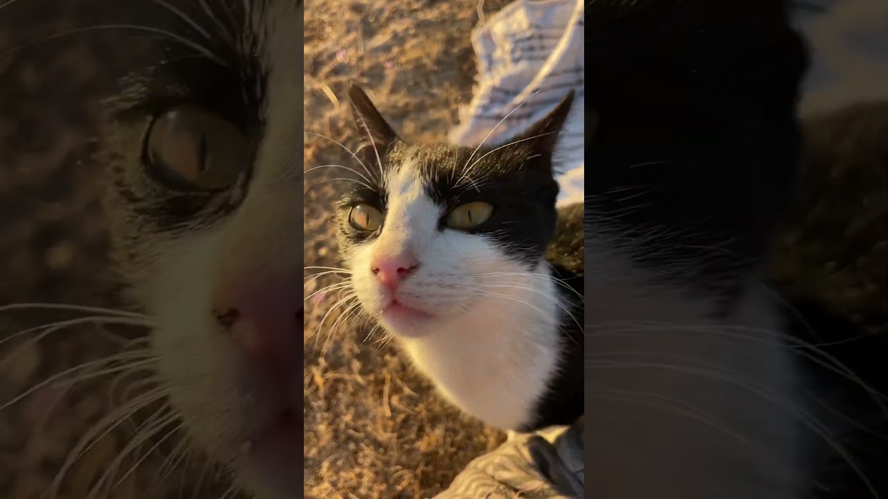 Sibling Strays added to the Team❤️🫶. 