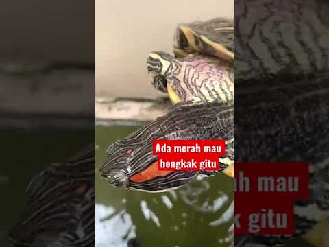 Video: Snapping Turtle Control - Cara Menyingkirkan Kura-kura Di Halaman Saya