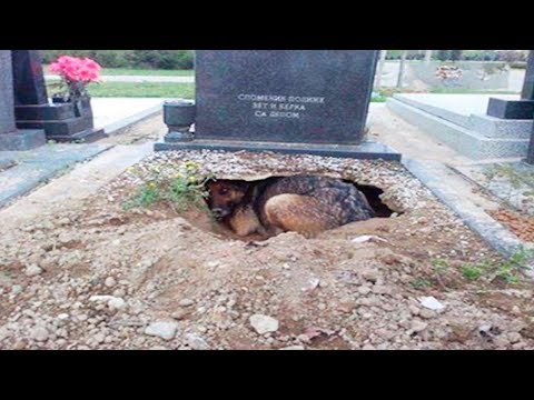 People Said This Dog Was Guarding Her Owner’s Grave, But One Rescuer Uncovered A Stunning Secret