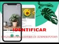 IDENTIFICAR PLANTAS, AVES E INSECTOS