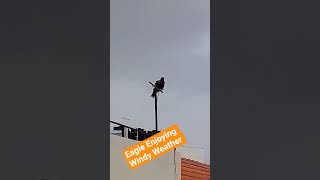 The Mighty Predator's Call🤎🪶 #nature#naturelovers #wildbirds #eagle #wildlife #apexpredator #strong