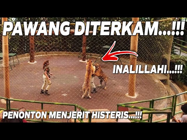 TIGER SHOW GONE WRONG...!!! TIGER ATTACKS AT TAMAN SAFARI INDONESIA class=