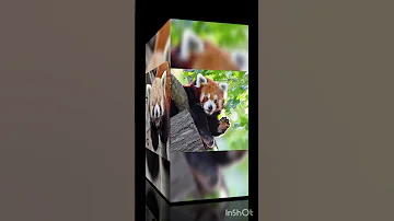 Красная панда Ailurus Fulgens краснаяпанда Ailurusfulgens панда милашка Cute Recommended 