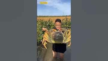 anh cần thủ ra sông bắt được con cua khổng lồ và cái kết #fishing #cuoccauca