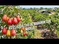 Así es el cultivo de marañón con modelo de somos agricultura tropical- TvAgro por Juan Gonzalo Angel