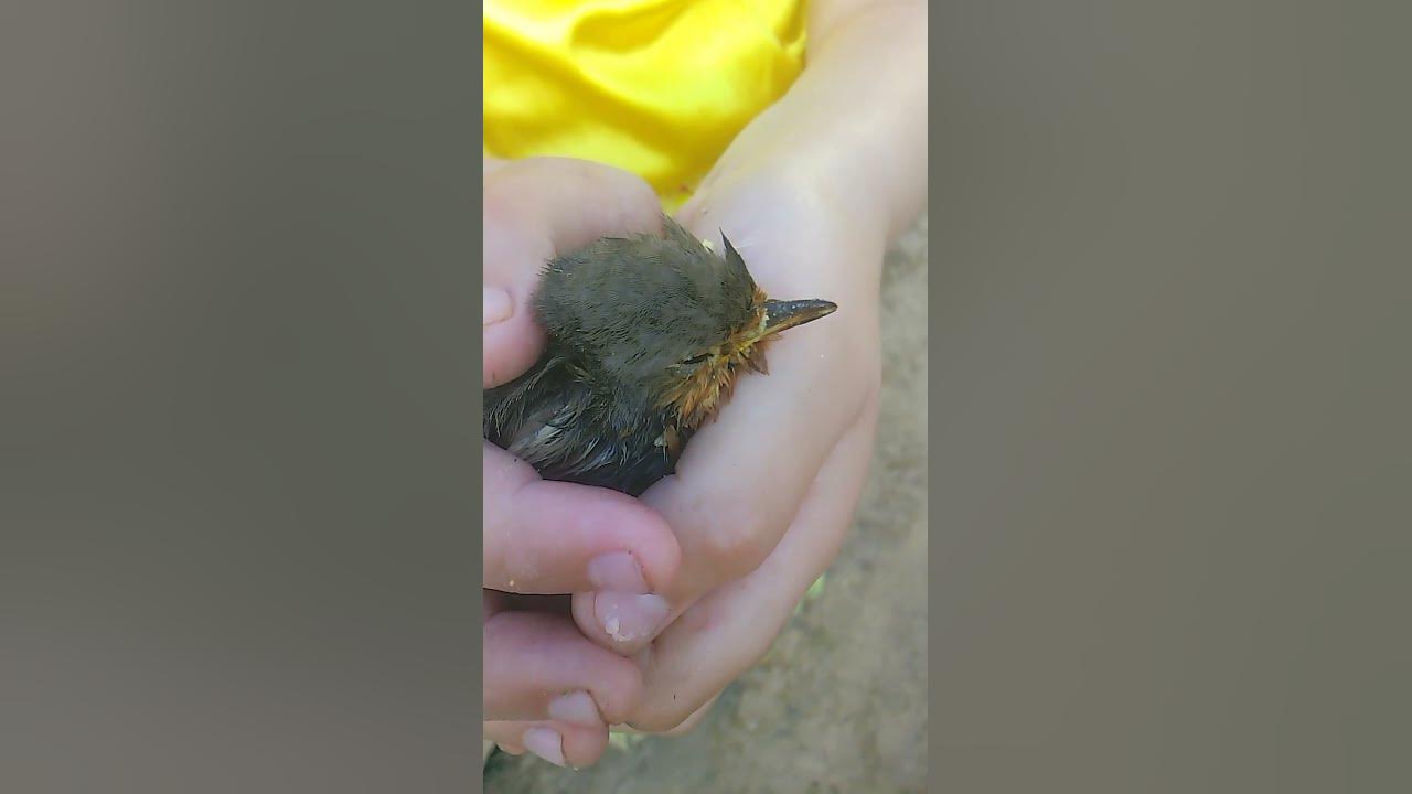 Птенчик выпал из гнезда...🐦🪶 - YouTube