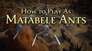 How to play as Matabele Ants