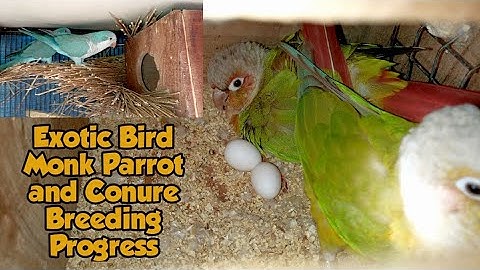 Breeding progress || Exotic Bird Monk Parrot And Conure Breeding farm || Cockateil chicks || Rump