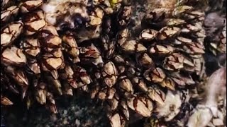 Barnacles cleanup - satisfying (Episode 560)