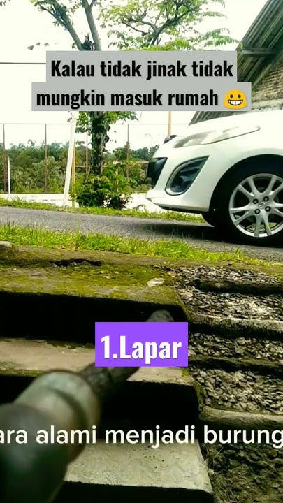 FAKTA BUKAN MITOS, PERKUTUT MASUK RUMAH !! KAKI LAWU - YouTube