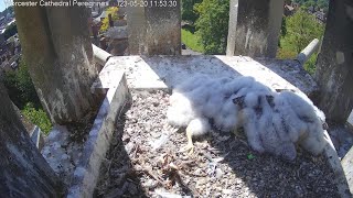 Falcon Cam2023Day 25 Following HatchingWorcester Cathedral