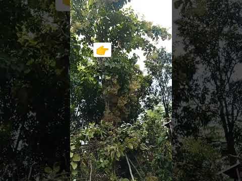 Tree branch broking